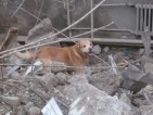 Die Rettungshundestaffel des ASB - Helfer auf vier Pfoten